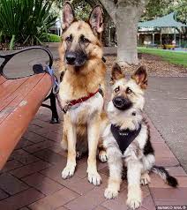 Grandpa's got pups elwyn armstrong 142silent hill ln morton, wa 98356 phone: Mini German Shepherd Puppies For Sale Ontario Pets Lovers