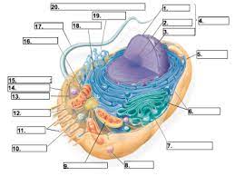 Quizlet is the easiest way to study, practise and master what you're learning. Principles Of Biology Animal Cell Diagram Diagram Quizlet