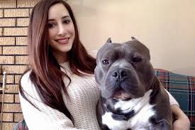 Get well trained and beautiful pitbull puppies from our pet store now! Canadian Bully Farm American Bully And Apbt Breeder Canada