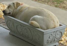 13 Sleeping Dogs That Will Make You Chuckle Sleeping Dogs Cute Animals Funny Animals
