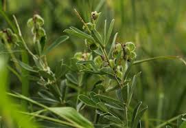 Image result for Eriosema psoraleoides