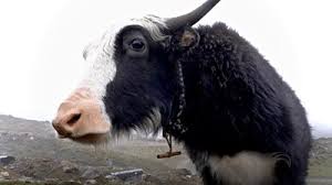 Really helpful for birds loving ones. India Yak Deaths For Humans To Survive Yaks Must Too Bbc News