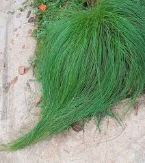 Image result for Elionurus muticus