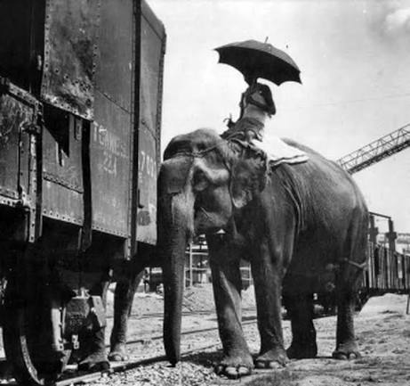 Engines vs. Elephants – Train Tales of India's Modernity