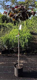 Check spelling or type a new query. Merlot Redbud Tree Bob Wells Nursery U S Shipping