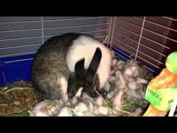 You may also incorporate pallets into their diet and always make fresh water available. How To Independently Feed Newborn Rabbits Without A Rabbit Mom Farmer