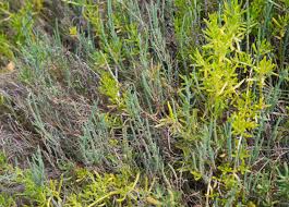 Image result for Sarcocornia natalensis