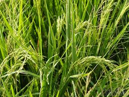 Image result for Lipocarpha chinensis