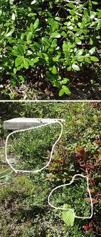 イヌツゲの一部の枝が突然 枯れてしまいました 害虫がい Yahoo 知恵袋