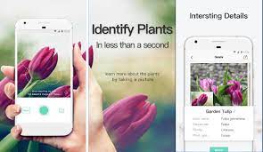How to identify flowers with iphone. Top 5 Best Plant Identification Apps 2021