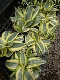 Golden birds nest sansevieria golden hahnii sansevieria trifasciata golden hahnii sansevieria snake plant air purifying plant nasa approved. Sansevieria Trifasciata Golden Hahnii World Of Succulents Sansevieria Plant Succulents Plants
