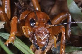 The jerusalem cricket falls in the same suborder of ensifera as do all weta. Backyard Monsters Nope Jerusalem Crickets What S Bugging You