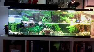 Pin By Julie Meyers On Turtle Fish Tank Red Eared Slider Tank I