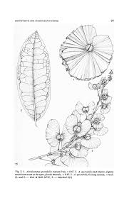 Image result for Acridocarpus chloropterus