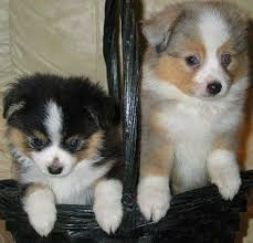 Black And Tan Australian Shepherd Puppies Two Tea Cup Australian Shepherd Puppies Inside Of A Black Wicker Basket Jumped Up On The Side A Australian Shepherd Wicker Decor Miniature Australian Shepherd