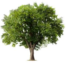 Gail Schauer Obituary (1943