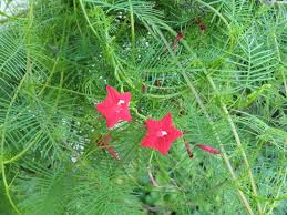 Image result for Ipomoea quamoclit