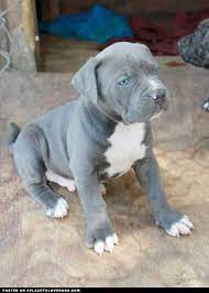 Check spelling or type a new query. Catahoula Bulldog Puppy A Place To Love Dogs Pit Puppies Cute Dogs Bulldog Puppies