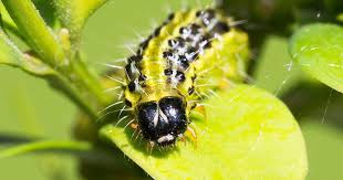 The lower body half is hunter green. Box Tree Caterpillar Treatment And Control Lovethegarden