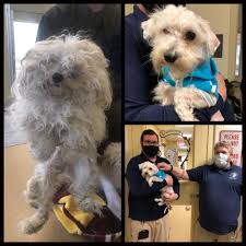 Compare pet & pbt grades, properties and datasheets for your next design. Two Dogs Found Abandoned Behind Ocean County Mall In Toms River