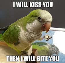 Quaker Meme Funny Parrots Parrot Pet Funny Birds