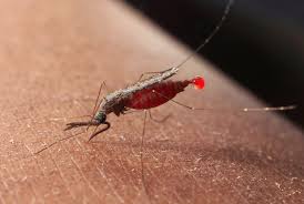 Image result for Malaria