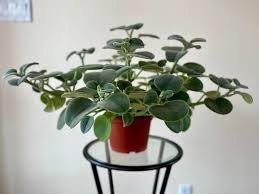 Image result for Ceropegia incana