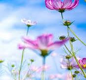 HD full bloom flowers wallpapers | Peakpx
