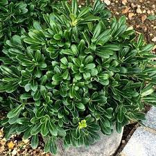 Pittosporum Tobira V Nanum Japanese Garden Plants Japanese Plants Mock Orange