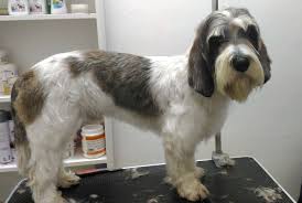 Image result for malý vendéeský hrubosrstý honič