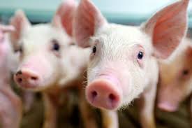 Whiskas tavuklu kısırlaştırılmış yetişkin kuru kedi maması 1 4 kg. Sabah Dead Pigs Linked To African Swine Fever Media Sabah