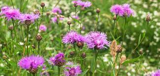 Flockenblume in hausgärten als zierpflanze oder für medizinische rohstoffe angebaut. Flockenblume Pflanzen Pflege Schnitt Dungen