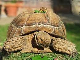 How To Care For Your Sulcata Tortoise In 2020 Sulcata Tortoise Tortoise Tortoise Care