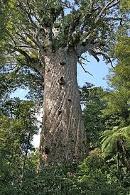 Image result for Araucariaceae