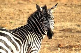Mountain zebras are found in south africa, angola, and namibia. Zebra Description Habitat Image Diet And Interesting Facts