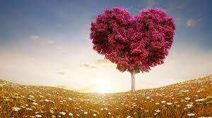 Meadows 5k 4k Wallpaper 8k Tree Love Sun Horizontal Love Wallpaper Love Images Heart Tree