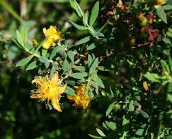Image result for Hypericum revolutum