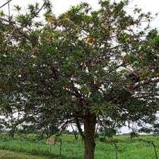 Universiti pertanian malaysia (faculty of fisheries & marine science). Canistel Tree At Taman Pertanian Universiti Universiti Putra Malaysia Download Scientific Diagram