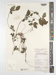 Image result for Virectaria