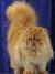 Munchkin Flat Faced Cat
