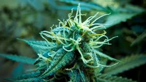 Check spelling or type a new query. Marijuana Weed 420 Ganja R Wallpaper 1920x1080 171594 Wallpaperup