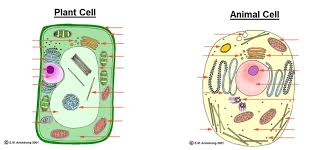 Maybe you would like to learn more about one of these? Biology Cell Organelles And Structures Labelling Diagram Quizlet
