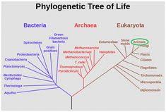 Uwl Website Phylogenetic Tree Tree Of Life Life Map