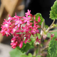Plus, hot borders wouldn't be complete without red blooms combined with spicy yellows and oranges. Flowering Currant Hedge Ribes Sanguineum Hedges Direct