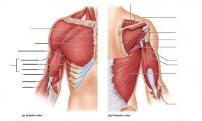 Attached to the bones of the skeletal system are about 700 named muscle. Chest And Arm Muscles Diagram Quizlet