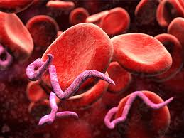 Expatica is the international community's online home away from home. Rote Blutkorperchen Mit Ebola Virus Infiziert Foto Vorratig Crushpixel