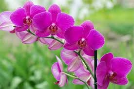Kumpulan nama bunga lengkap beserta gambar dan deskripsinya. 10 Jenis Anggrek Yang Paling Cantik Dan Berwarna Warni Tanam Yuk