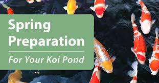 Submitted 1 year ago * by soleaporbuleria. Preparing Your Koi Pond For Spring Kodama Koi Garden Fish Pond Supplies Fl Ny Nj