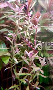 Image result for Rennera limnophila