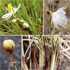 Image result for Exochaenium exiguum